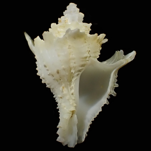 Babelomurex mediopacificus