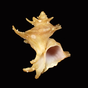 Babelomurex glaber