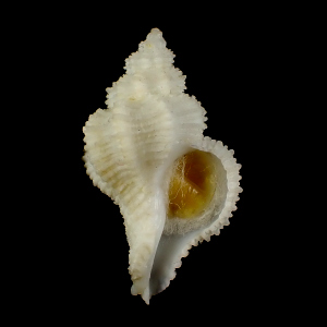 Coralliophila aedonis
