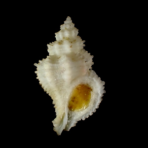 Coralliophila aedonis