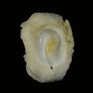 Coralliophila fimbriata