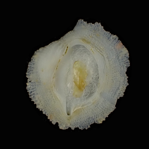 Coralliophila fimbriata