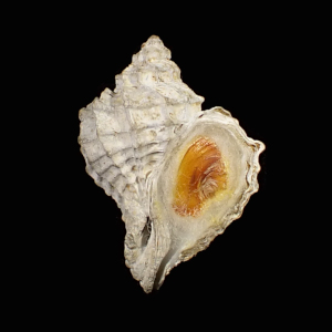Emozamia licinus