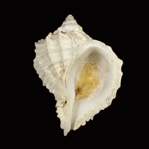 Emozamia licinus