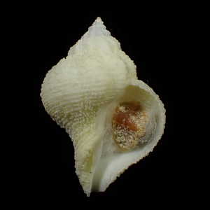 Hirtomurex nakamurai