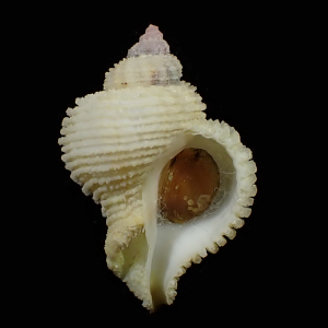 Hirtomurex nakamurai