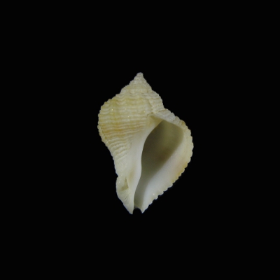 Coralliophila suduirauti