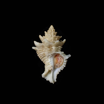 Babelomurex amaliae
