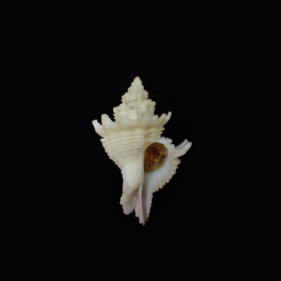 Babelomurex amaliae