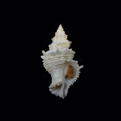 Babelomurex amaliae
