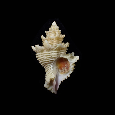 Babelomurex amaliae