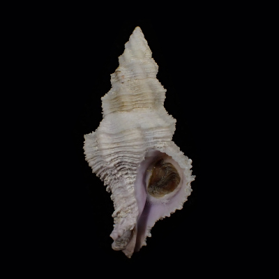 Babelomurex fearnleyi