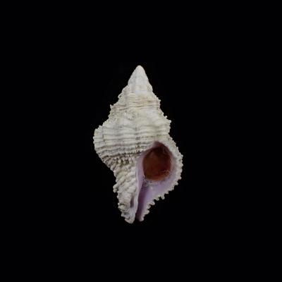 Babelomurex fearnleyi