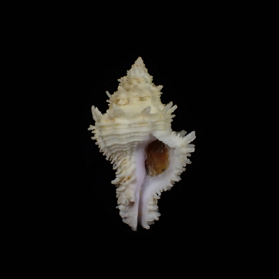 Babelomurex fearnleyi