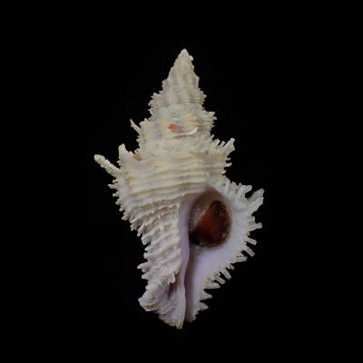 Babelomurex fearnleyi