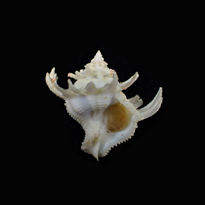 Babelomurex cariniferoides