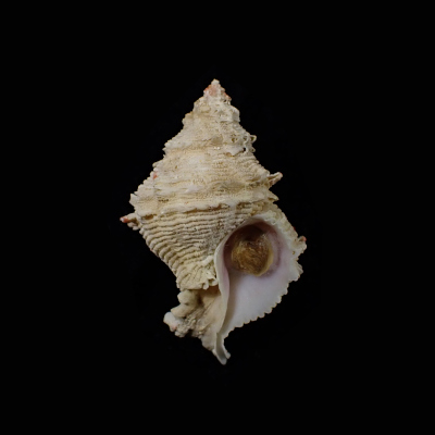 Babelomurex cariniferoides