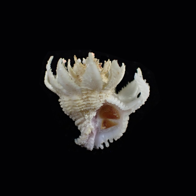 Babelomurex cariniferoides