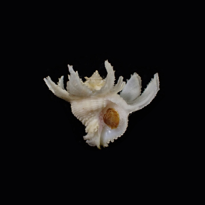 Babelomurex cariniferoides