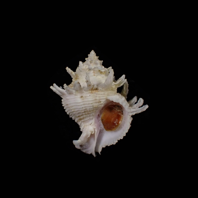 Babelomurex cariniferoides