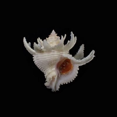 Babelomurex cariniferoides