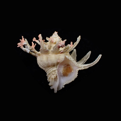 Babelomurex cariniferoides