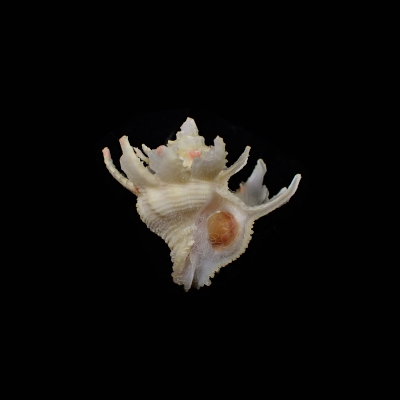 Babelomurex cariniferoides