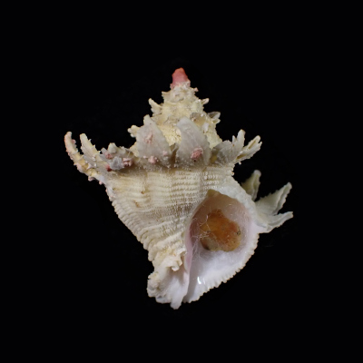 Babelomurex cariniferoides