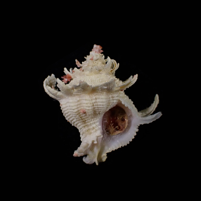Babelomurex cariniferoides