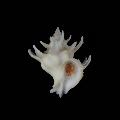 Babelomurex armatus