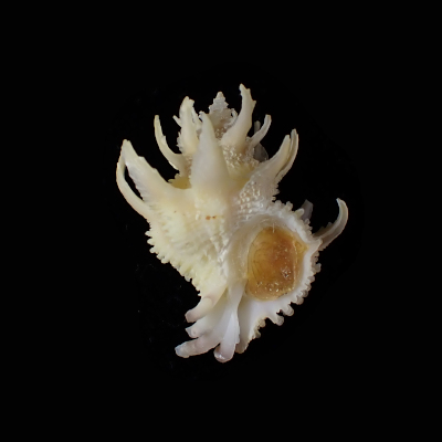 Babelomurex armatus