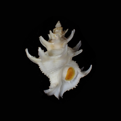 Babelomurex armatus