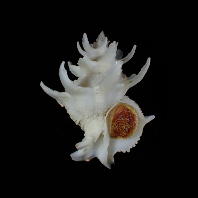 Babelomurex armatus