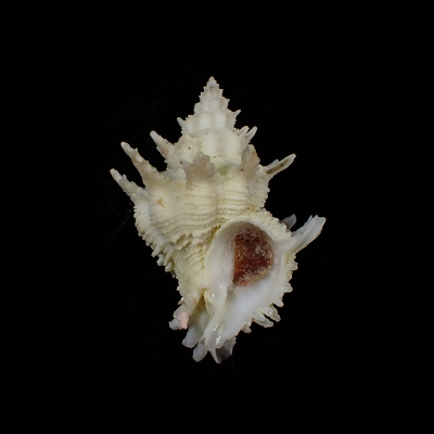 Babelomurex armatus