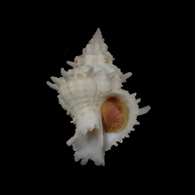 Babelomurex armatus