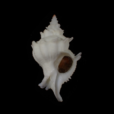 Babelomurex armatus