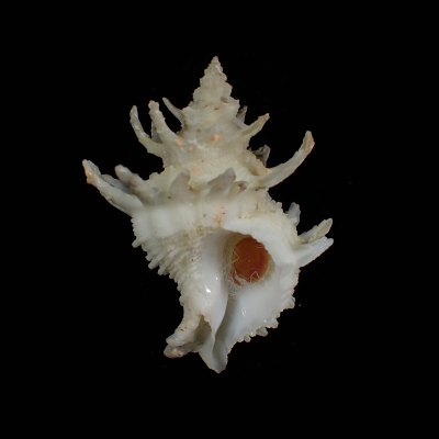 Babelomurex armatus