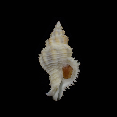 Babelomurex fearnleyi