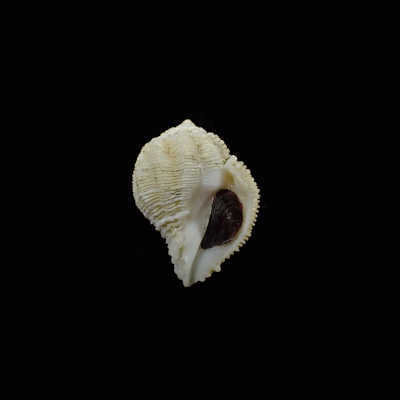 Coralliophila bulbiformis