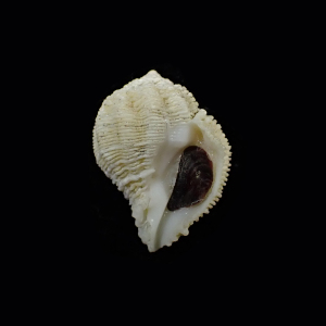 Coralliophila bulbiformis