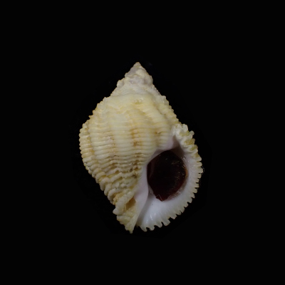 Coralliophila elaborata