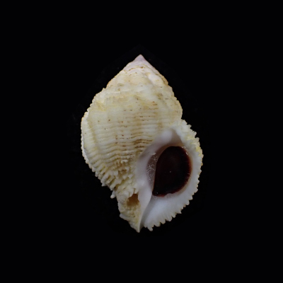 Coralliophila elaborata