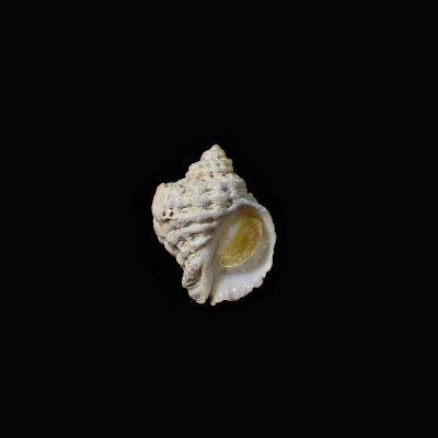 Coralliophila clathrata