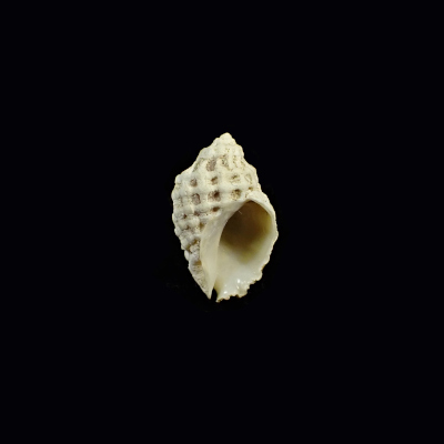 Coralliophila clathrata