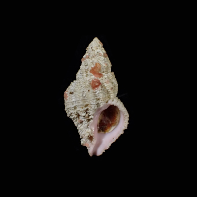 Coralliophila costularis
