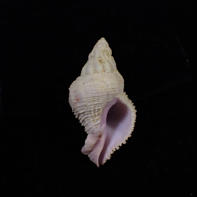 Coralliophila costularis