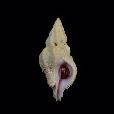 Coralliophila costularis