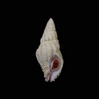 Coralliophila costularis