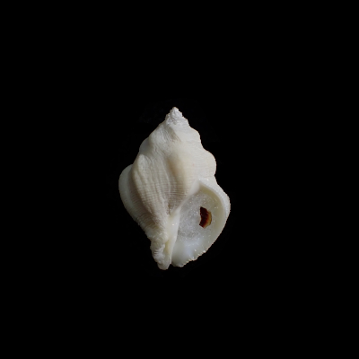 Coralliophila nux