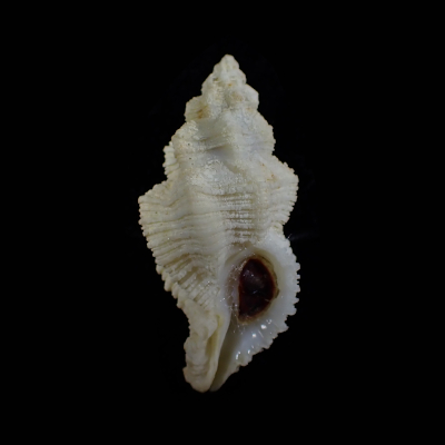 Coralliophila nux